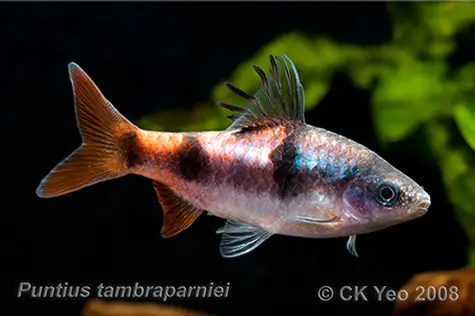 Dawkinsia tambraparniei photo