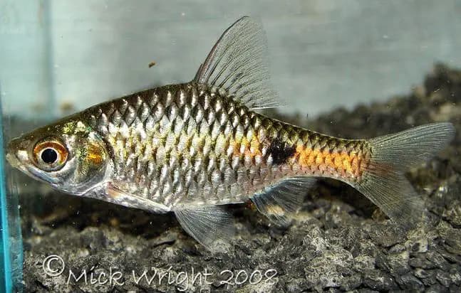 Puntius terio photo