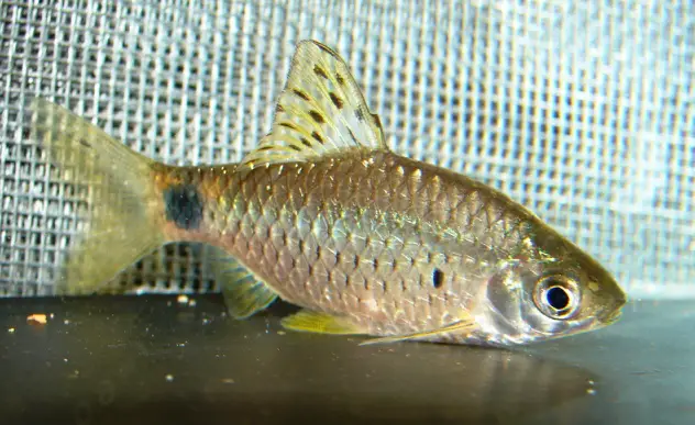 Pethia punctata photo