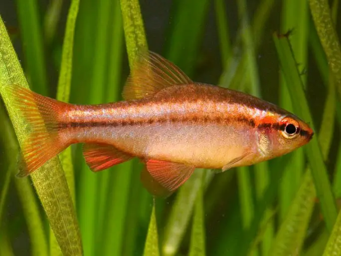 Puntius titteya photo