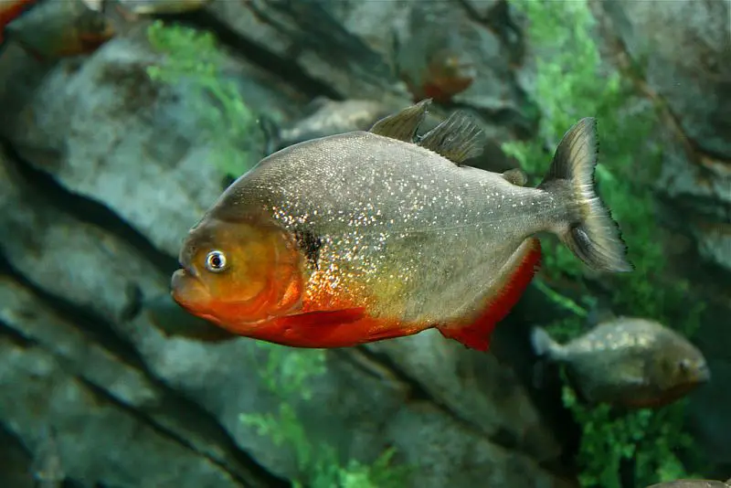 Pygocentrus cariba photo