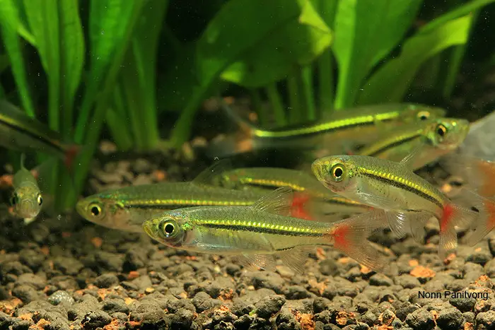 Rasbora borapetensis photo