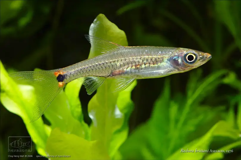 Kottelatia brittani photo