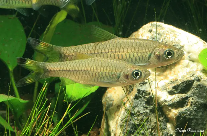 Rasbora caudimaculata photo