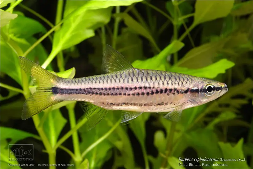 Rasbora cephalotaenia photo