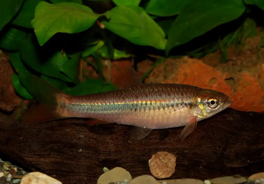 Rasbora cf. dandia photo