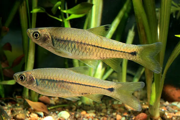 Rasbora dorsinotata photo