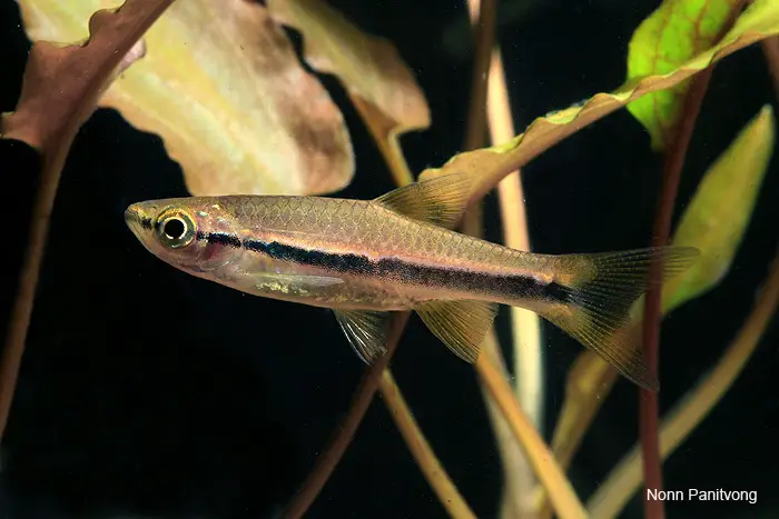 Rasbora einthovenii photo
