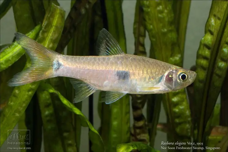 Rasbora elegans photo