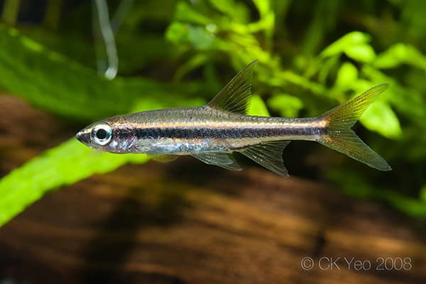 Trigonopoma gracile photo