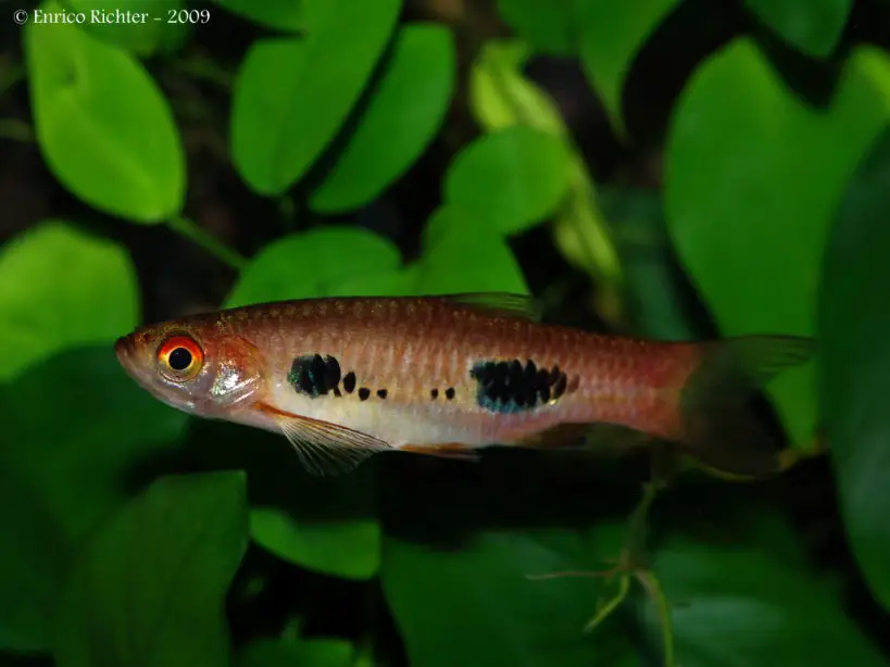 Rasbora kalochroma photo