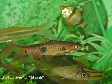 Rasbora kottelati photo