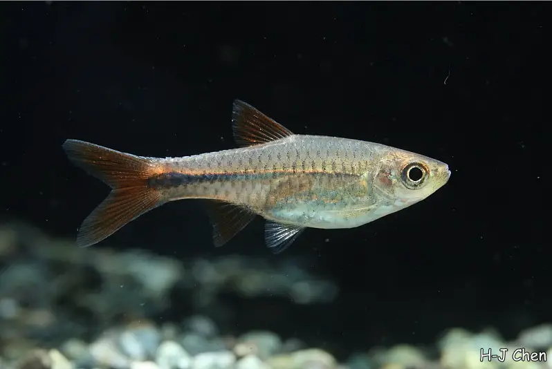 Rasbora lacrimula photo
