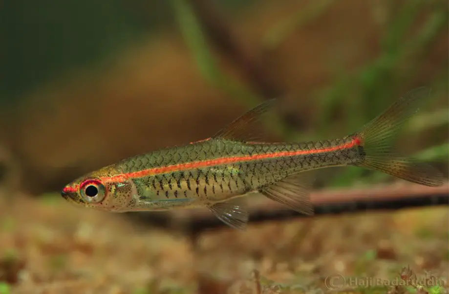 Trigonopoma pauciperforatum photo