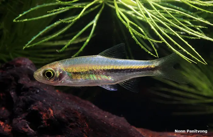 Rasbora paucisqualis photo