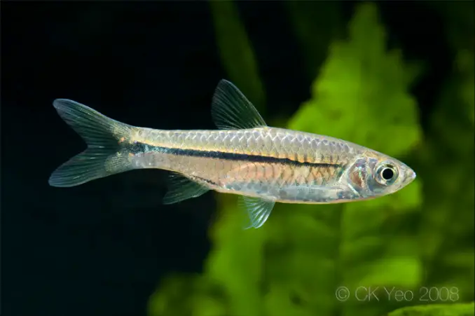 Rasbora paviana photo