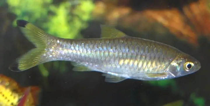 Rasbora rasbora photo
