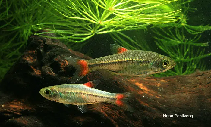 Rasbora rubrodorsalis photo