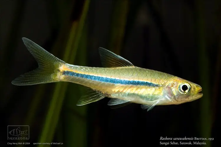 Rasbora sarawakensis photo
