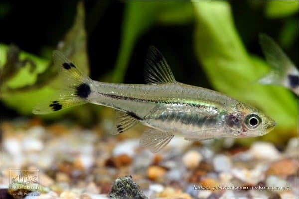 Rasbosoma spilocerca photo