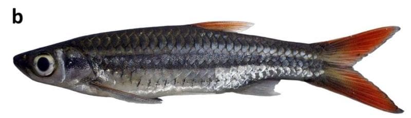 Rasbora tornieri photo