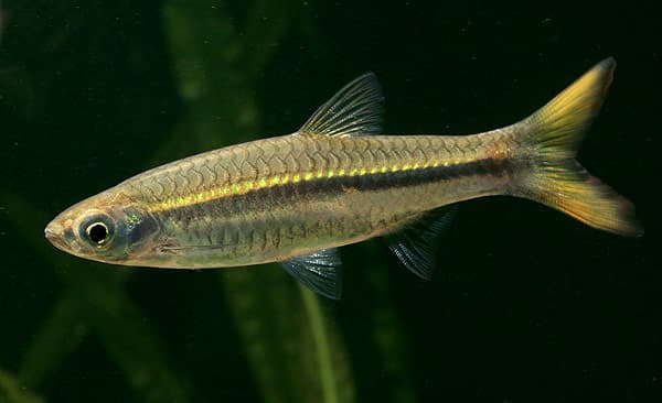 Rasbora dusonensis photo