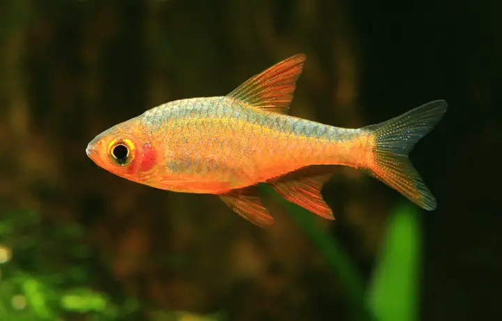 Rasboroides vaterifloris photo