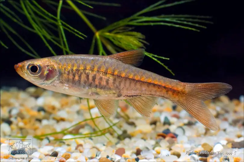 Rasbora vulcanus photo