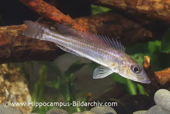Reganochromis calliurus photo