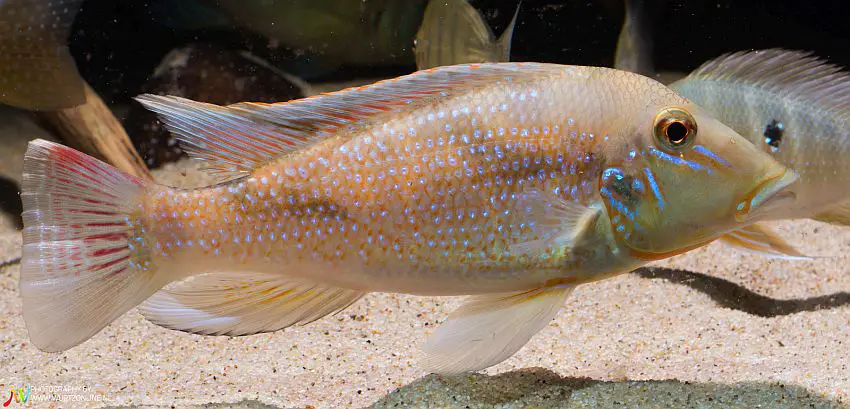 Retroculus lapidifer photo