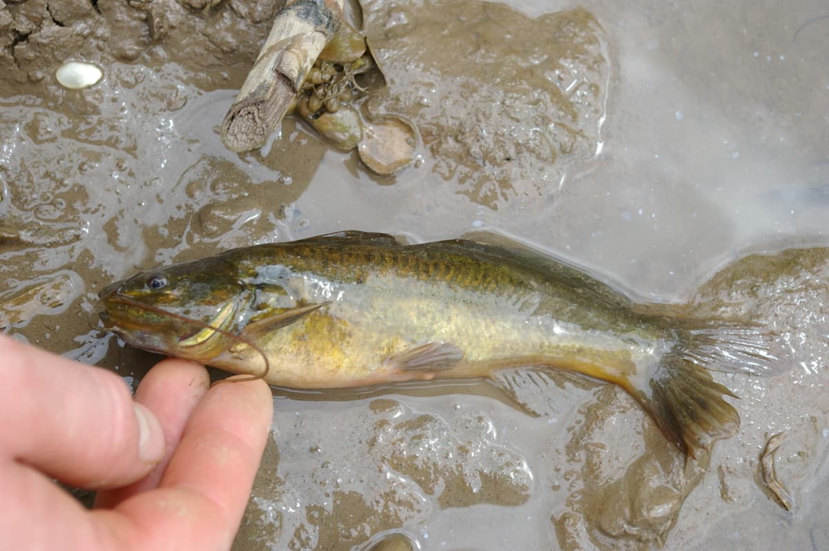 Rhamdia quelen photo