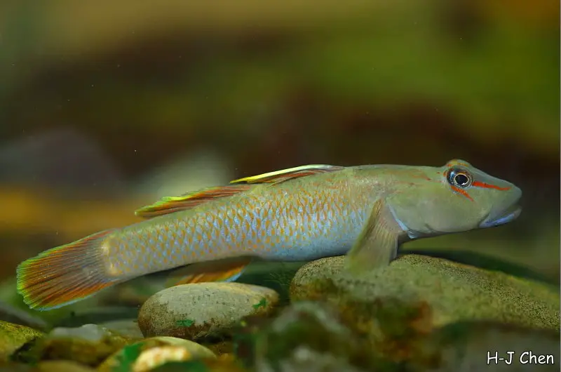 Rhinogobius candidianus photo