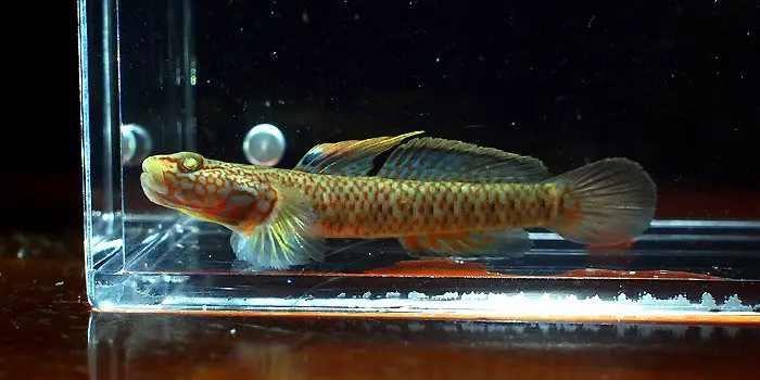 Rhinogobius filamentosus photo