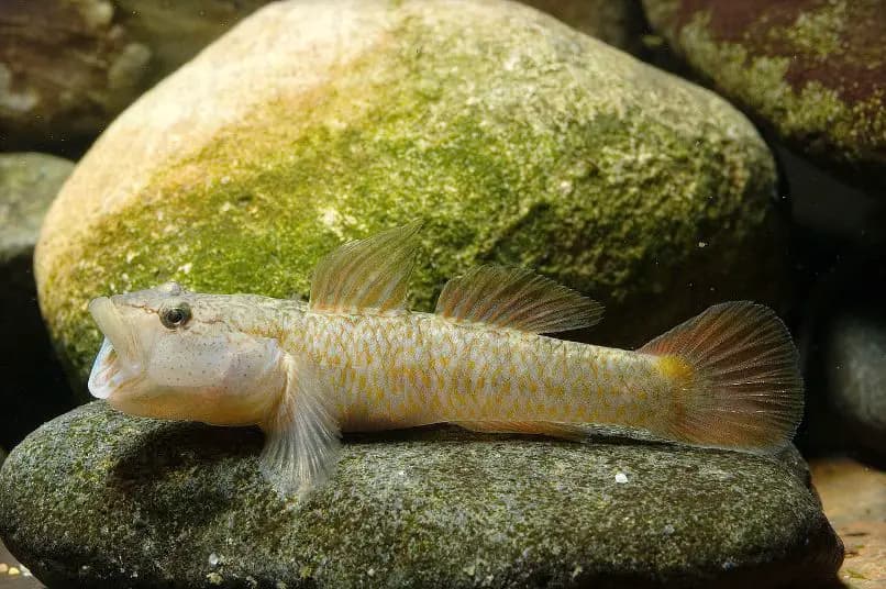 Rhinogobius flumineus photo