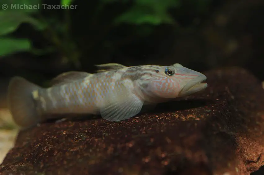 Rhinogobius formosanus photo