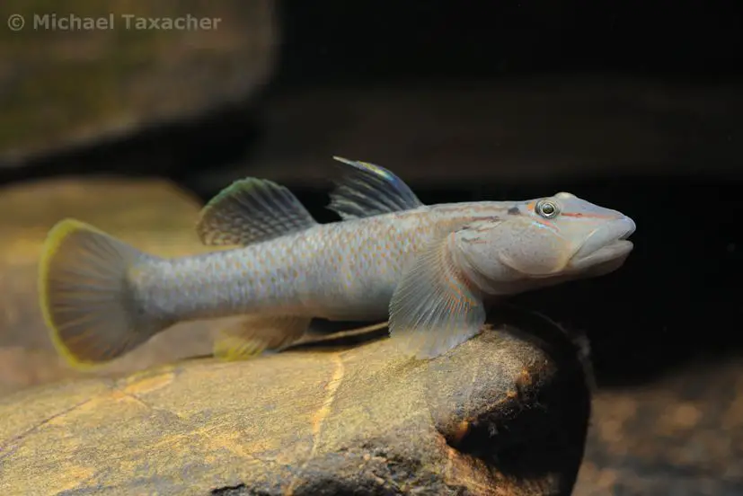 Rhinogobius gigas photo