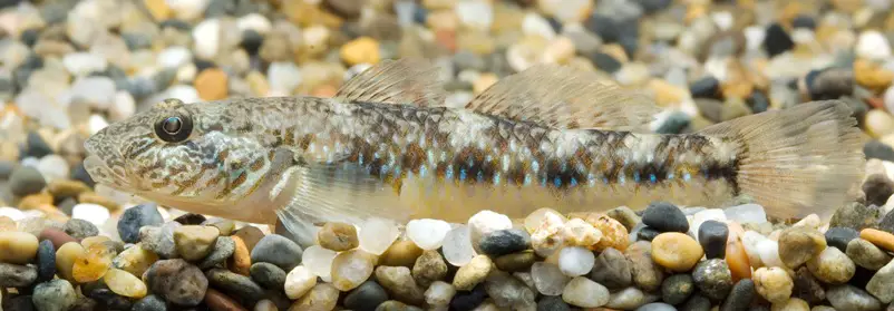 Rhinogobius giurinus photo