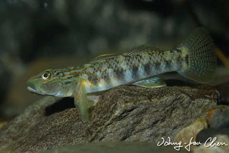 Rhinogobius lanyuensis photo