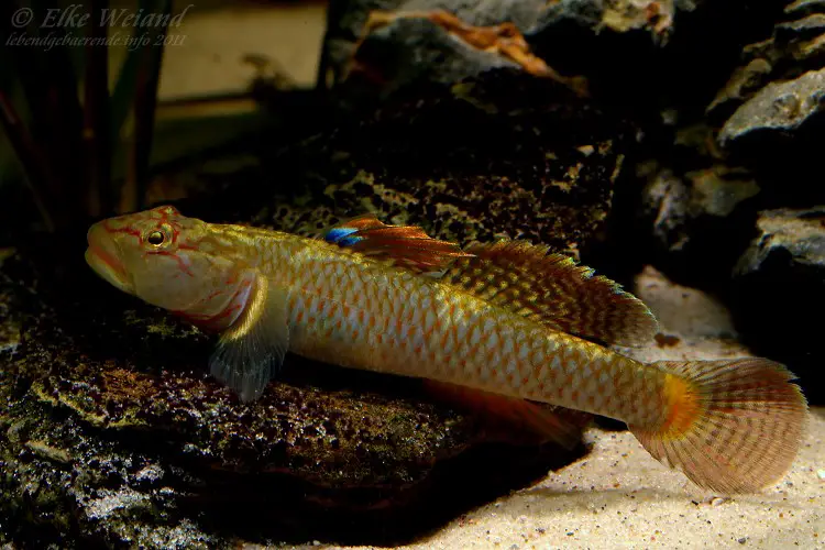 Rhinogobius leavelli photo
