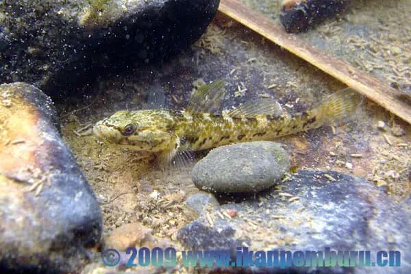 Rhinogobius lentiginis photo