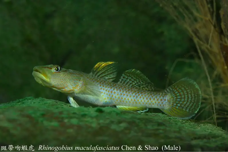Rhinogobius maculafasciatus photo