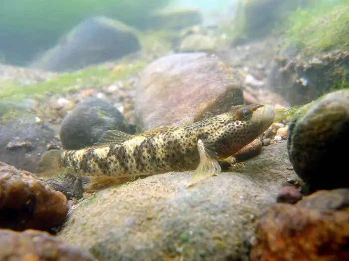 Rhinogobius mekongianus photo