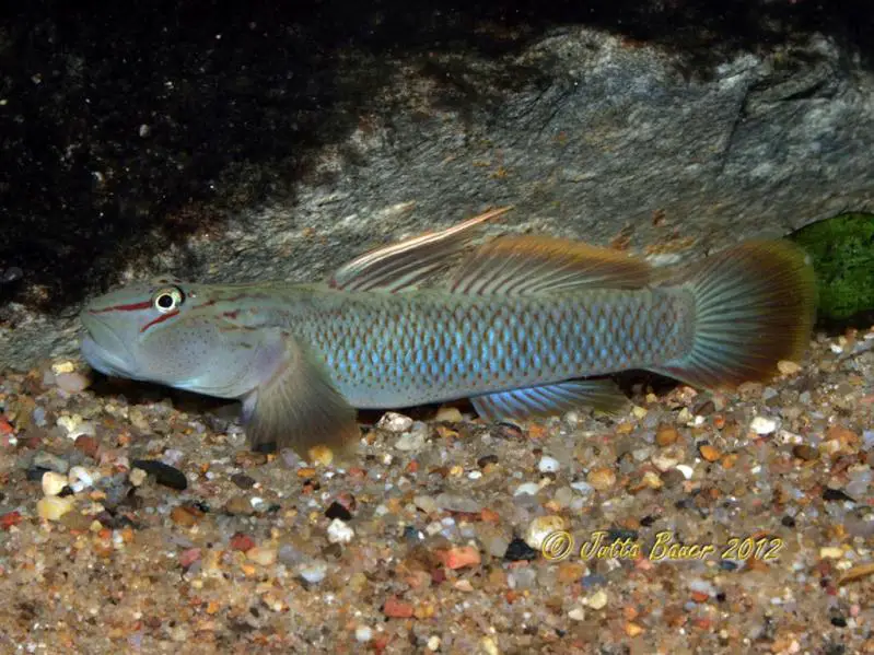 Rhinogobius nantaiensis photo