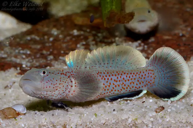 Rhinogobius rubromaculatus photo