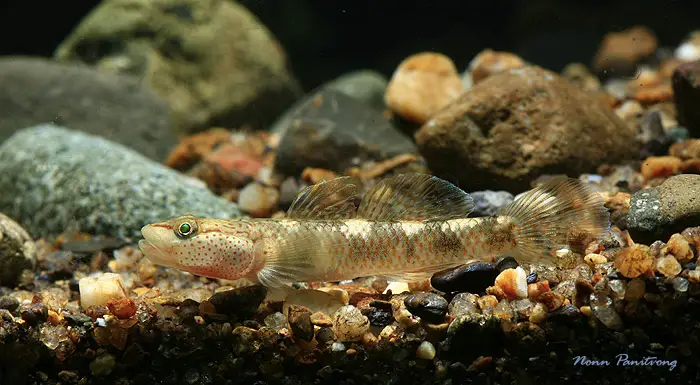 Rhinogobius chiengmaiensis photo
