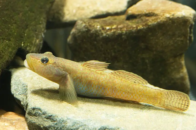 Rhinogobius sp. cb photo