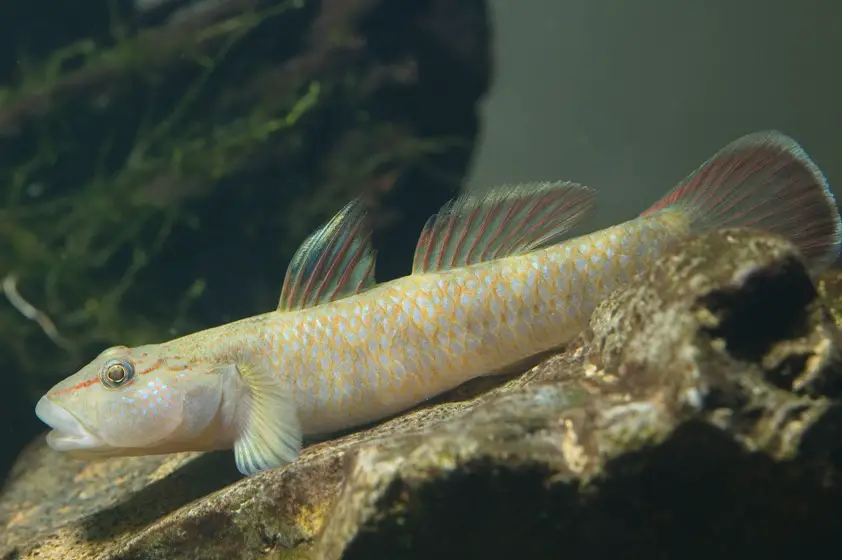 Rhinogobius sp. co photo