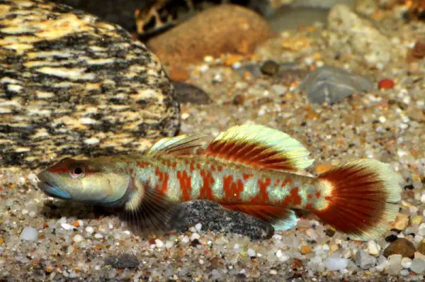 Rhinogobius zhoui photo