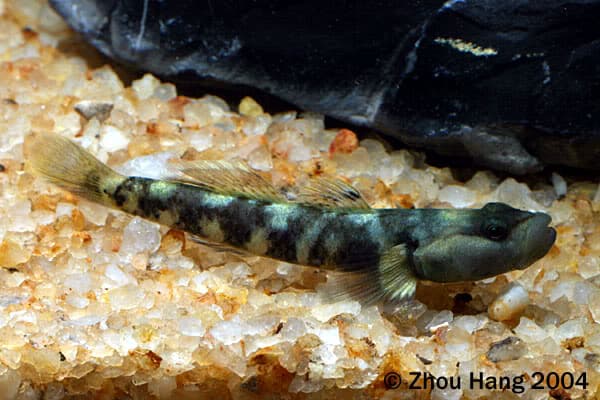 Rhinogobius yaoshanensis photo
