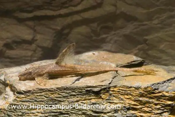 Rineloricaria lanceolata photo